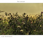 prati autunnali prati autunnali