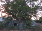 ..Pajara.. ..Pajara..