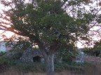 ..Dietro Un Grande Albero, Una Vecchia Casa Rurale..