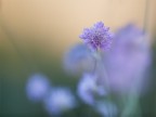 Contest 57 'Bokeh' Contest 57 'Bokeh'