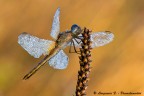 Crocothemis-erythraea (luce 2...) Crocothemis-erythraea (luce 2...)