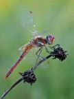 Sympetrum fonscolombii-maschio Sympetrum fonscolombii-maschio
