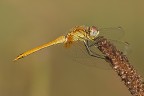 sympetrum da gara sympetrum da gara
