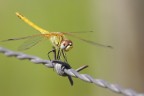 Leggiadria Leggiadria