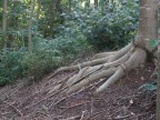 Mano d'albero
