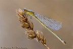 Ischnura elegans (Vander Linden, 1820) Ischnura elegans (Vander Linden, 1820)