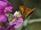 La farfalla era inpietrita, ci si poteva avvicinare quanto si voleva... strano!? spostato il fiore ecco il motivo, il ragno l'aveva anesterizzata con la sua puntura e poi....  D90, Sigma 105 macro