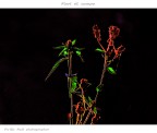 fiori di campo