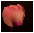 delicatamente
