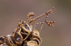 Empusa..al mini raduno Empusa..al mini raduno