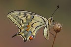 Papilio machaon Papilio machaon