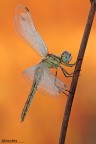 Sympetrum fonscolombii Sympetrum fonscolombii