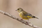 Verdone(Carduelis chloris) Verdone(Carduelis chloris)