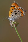 Lycaena thersamon Lycaena thersamon