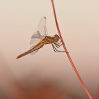 l'acrobata l'acrobata