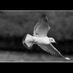 ::: VIRATA ::: ::: VIRATA :::