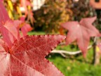 Autunno Autunno