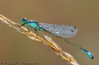 Ischnura elegans -maschio- (Vander Linden, 1820) Ischnura elegans -maschio- (Vander Linden, 1820)