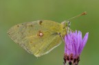 Colias... Colias...