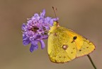 Colias Colias