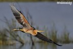 Airone rosso (Ardea purpurea) Airone rosso (Ardea purpurea)