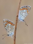 Polyommatus icarus Polyommatus icarus