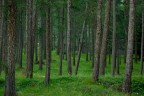 Il bosco incantato Il bosco incantato