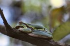 Hyla Arborea Hyla Arborea