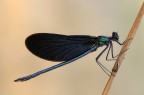 Calopterix virgo ( maschio ) Calopterix virgo ( maschio )