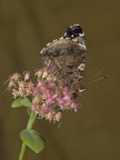 vanessa atlanta