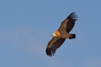 Grifone (Gyps fulvus) Grifone (Gyps fulvus)