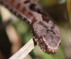 Vipera_Berus Vipera_Berus