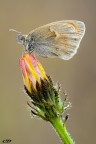 f 18 t 1/5 iso 200
scatto remoto cavalletto plamp pannellini vari

NIKON D7000 SIGMA 150 MACRO
VISIONE HD
http://img812.imageshack.us/img812/1139/coenonyphapamphilus1600.jpg