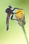 asilide su fiore asilide su fiore
