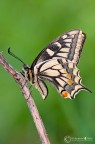 Papilio machaon Linnaeus, 1758 Papilio machaon Linnaeus, 1758