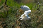 Camargue Camargue