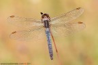 Orthetrum coerulescens Orthetrum coerulescens