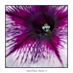 Surfinia 2 Surfinia 2