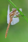 Giovane Orthetrum Giovane Orthetrum