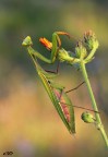 mantide religiosa. mantide religiosa.