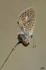 polyommatus icarus polyommatus icarus