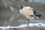 Ibis Sacro Ibis Sacro