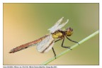 Sympetrum pedemontanum Sympetrum pedemontanum