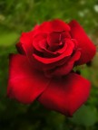 Rosa Rossa Rosa Rossa