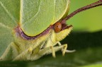 A tu per tu con la gonepteryx A tu per tu con la gonepteryx