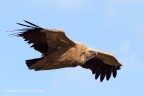 Grifone (Gyps fulvus) Grifone (Gyps fulvus)