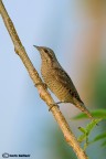 Torcicollo