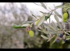 olive: si avvicina la raccolta olive: si avvicina la raccolta