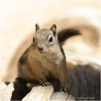 squirrel#3 squirrel#3