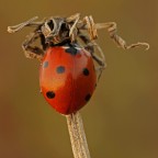 f14  t 0.8sec.  iso200  -0.3ev 90mm

http://img717.imageshack.us/img717/9848/coccinella1232.jpg